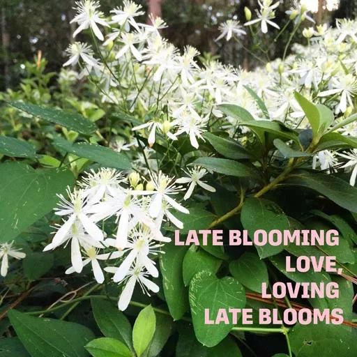 Love and Late-Blooming Flowers